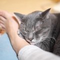 猫が思う『いい飼い主』ってどんな人？