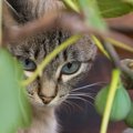 猫にとって危険な『秋の食べ物』4選　与えてはいけない理由や食べてし…
