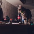 猫が『飼い主の就寝中』にしている行動3選　夜中に行う理由から取るべき安…