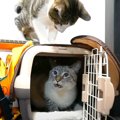 猫ちゃんが連続でフレーメン反応をするその理由とは？