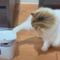 ついに破壊！？給水機を攻撃する猫ちゃん！