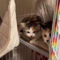 人馴れ訓練中の子猫姉妹→人間が近づいてくると…思わず笑ってしまう『…