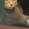 『降臨しかけてたｗｗ』窓辺のベッドでくつろいでいた猫を見たら…『まさか…