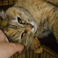 『交通事故で突然亡くなった飼い主』3匹の猫が迎えた結末は…切ない出…