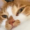 毎日『独特な体勢で寝ている猫』が心配になり動物病院へ連れて行ったら…先…