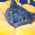 爪切りをしてもらう猫→解放されると、座椅子の前で…感情むき出しの圧…