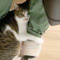 「家を出ないといけない時間なのだが…」飼い主さんと離れたくない猫ち…