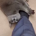 大好きなパパが出張から帰ってきたら、猫が…想像以上の『熱烈歓迎』に…