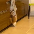 猫がキッチンのタオルで遊んでいると思ったら…『まさかの展開』が22万再生…