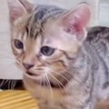 体の色が薄かった子猫→３年後になると…全然見た目が違う『驚きのビフ…
