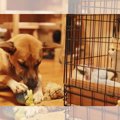 『犬のお気に入りのロープ』で子猫を遊ばせたら『犬VS猫の綱引き対決』に…