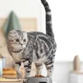 猫がホリホリと『掘りたくなる場所』4選　そもそも、なぜ掘りたがるの？
