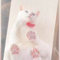 透明のキャットウォークの上にいた猫→『座る瞬間』を下から見ていると…