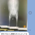 猫の様子がおかしい…病気を疑ってレントゲンを撮ったら→予想外の『診…
