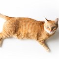 猫の『お腹がたるんでいる』2つの理由　歩くとたるんたるん…肥満との…