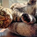 窓辺で日向ぼっこをしていた猫→『足の位置』が……独特なポーズに２万い…