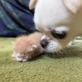 生後7日の赤ちゃん猫を保護→家にいる『犬』に会わせてみたら…心温まる…