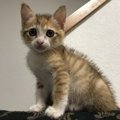 メロメロ♡子猫のかわいい仕草や行動５つ