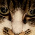来客に驚いて逃げた猫→様子を見に行くと…『まさかの場所』に入っていた光…