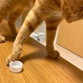 猫が『置いてあるものを落としたくなる』4つの心理　もしかして、わざ…