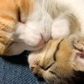 『愛しか感じない』保護した子猫と先住猫の初対面が尊すぎた…「完全に…