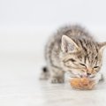 猫は甘味を感じないって本当？猫の『味覚』にまつわる豆知識3つ