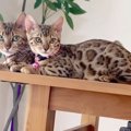 ミルクがほしい！母猫にべったりな子猫