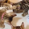 お肉を食べる子猫を見守る父猫！だけどやっぱり食べたい！