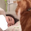 朝、寝ている飼い主のもとにやってきたネコ…とんでもなく優しい『起こし方…