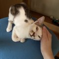 猫への上手な気持ちの伝え方５つ！これをすれば気持ちをわかってもら…