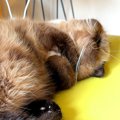 お昼寝する猫→イビキをかいていると思ったら、次の瞬間…『尊い光景』…