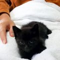 用水路で溺れかけていた子猫、保護して10日後…可愛すぎる『大変貌』が…