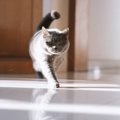 愛猫が帰宅時に『玄関で待っていてくれる』のはなぜ？考えられる理由5…