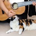 猫に『音楽を聴かせる』と起こりうる効果2選　おすすめの曲調から注意…