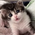 赤ちゃん猫の『歯』を撮りたくて毎日カメラを構えた結果…数々の可愛すぎる…