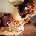 猫の『食物アレルギー』を誘発しやすい原材料3つ