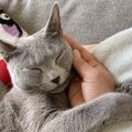 『幸せな猫』がする行動3選！愛猫の幸福度を高める方法とは？