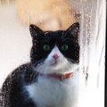 【梅雨】猫の湿気で『べたつく部位』3つ！理由と意外と知らないケア方…