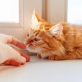 猫が『好きな香り・嫌いな香り』5選！飼い主が注意すべきポイントとは？