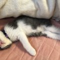 猫が仰向けで寝るときの心理５つ