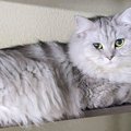 ネコの飼い主さんがふと『棚』を見たら…とんでもなく可愛い『まさかの瞬間…