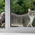 猫の『留守番』で起きやすいトラブル4つ！飼い主が絶対にすべき対策とは