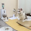 激しく左右にゆれる猫じゃらしに…子猫が見せた『まさかの動き』が可愛すぎ…
