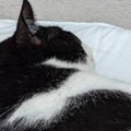 赤ちゃん用のマットでくつろぐ猫→すぐ横を見ると…思わず笑顔になる『かわ…