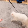 パパがゴルフクラブを取り出した次の瞬間→猫がとった『まさかの行動』に爆…