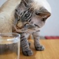 半年ぶりに炭酸水を見た猫ちゃんの反応は？！