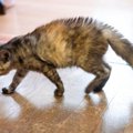 猫が『忍び足』で歩いているときの心理3選　物音を立てずに移動するのはな…