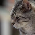 猫が飼い主に『嫌われた』と誤解してしまう行動５選