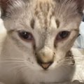 猫の姿に違和感を感じた飼い主さん→過去の様子と見比べてみると…劇的…