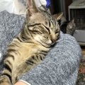 猫が安心する抱っこの方法とは？